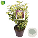 Eleaegnus ebbingei 'Maryline' 40-50 cm 10L