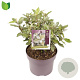 Elaeagnus ebb. 'Compacta' 30-40 cm 5,0L