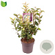 Elaeagnus ebb. 'Compacta' 60-70 cm 10L
