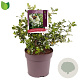 Escallonia 'Iveyi' 40-50 cm 10L
