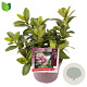 Escallonia laevis Pink Elle 20-25 cm 2,0L