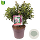 Escallonia laevis Pink Elle 30-40 cm 10L