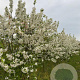 Malus 'Evereste' 250-300 cm draadkluit meerstammig
