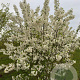 Malus 'Evereste' 250-300 cm draadkluit meerstammig