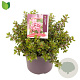 Escallonia 'Red Dream' 25-30 cm 5,0L