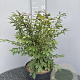 Euonymus alat. 'Compactus' 50-60 cm 10L