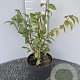 Euonymus alatus 35-40 cm 3,0L