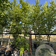 Fagus sylvatica 14-16 cm cont. 80L