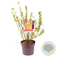 Forsythia int. Minigold 60-80 cm 7,5L