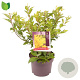 Forsythia int. Week-End 30-40 cm 3,0L