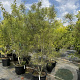 Fraxinus e. 'Aspleniifolia' 175-200 cm cont. 150L meerstammig