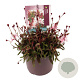 Gaura l. Gaudi Rose GM 2,0L