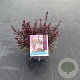 Gaura l. Gaudi Rose GM C5