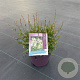 Gaura l. Gaudi White GM C5