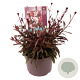 Gaura l. Gaudi Pink GM 2,0L