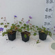 Geranium 'Azure Rush' GM P9