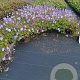 Geranium 'Azure Rush' GM P9