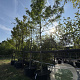 Gleditsia triac. 'Skyline' 16-18 HO cont. 110L
