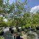 Gleditsia triac. 'Skyline' 250-275 cm cont. 150L meerstammig