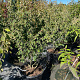 Hamamelis int. 'Arnold Promise' 100-125 cm 50L