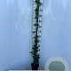 Hedera hibernica 125-150 cm 2,0L met stok