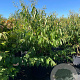 Heptacodium miconioides 150-175 cm cont. 80L meerstammig