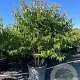Heptacodium miconioides 175-200 cm cont. 150L meerstammig