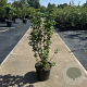 Hibiscus syr. 'Ardens' 80-100 cm 15L