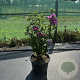 Hibiscus syr. 'Woodbridge' 60-80 cm 15L