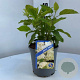 Hydrangea a. 'Annabelle' 25-30 cm 2,0L