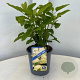 Hydrangea a. 'Annabelle' 25-30 cm 2,0L