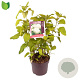 Hydrangea a. 'Annabelle' 60-70 cm 7,5L