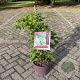 Hydrangea anomala petiolaris 60-80 cm 7,5L