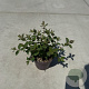 Hypericum dummeri 'Peter Dummer' 30-40 cm P13