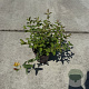 Hypericum 'Hidcote' 30-40 cm P13