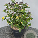 Hypericum i. Magical Beauty 30-40 cm 5,0L