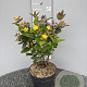 Hypericum i. Magical Red 40-50 cm 5,0L