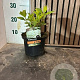 Hydrangea pan. 'Grandiflora' 20-25 cm 2,0L