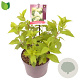 Hydrangea pan. 'Limelight' 20-30 cm 2,0L