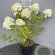 Hydrangea pan. 'Limelight' 50-60 cm 5,0L