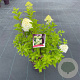 Hydrangea pan. 'Limelight' 50-60 cm 7,5L