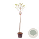Hydrangea pan. 'Limelight' 80 cm stam 5,0L