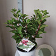 Hydrangea pan. Little Lime Punch 30-40 cm 5,0L