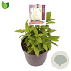 Hydrangea pan. Little Spooky 15-20 cm 2,0L