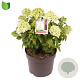 Hydrangea pan. Little Spooky 30-40 cm 7,5L