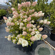 Hydrangea pan. 'Phantom' 100-120 cm 30L