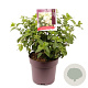 Hydrangea pan. 'Silver Dollar' 30-40 cm 10L