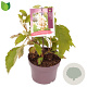 Hydrangea querc. 'Black Porch' 30-40 cm 3,0L