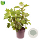 Hydrangea querc. 'Black Porch' 40-50 cm 10L