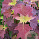 Hydrangea querc. 'Harmony' 40-50 cm 10L
